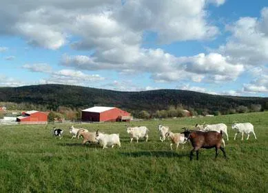 Indraloka Animal Sanctuary, Pennsylvania (Image Credits: Wikimedia)
