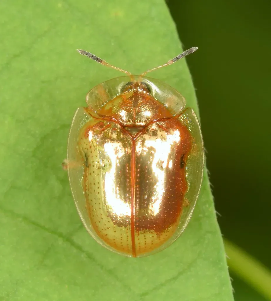 9. The Golden Tortoise Beetle: The Tiny Golden Transformer (Image Credits: Flickr)