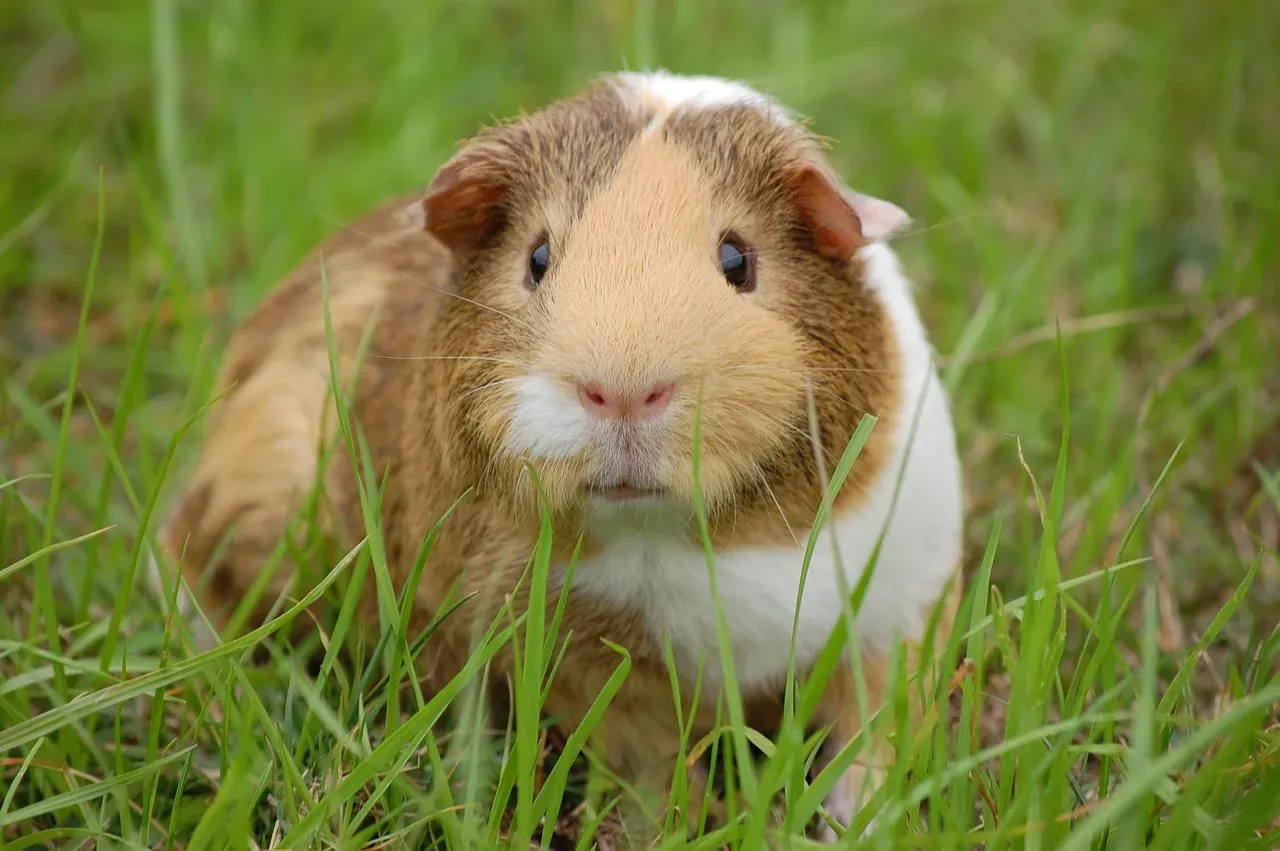 2. Guinea Pigs: Gentle, Social, and Surprisingly Lovable (Image Credits: Pixabay)