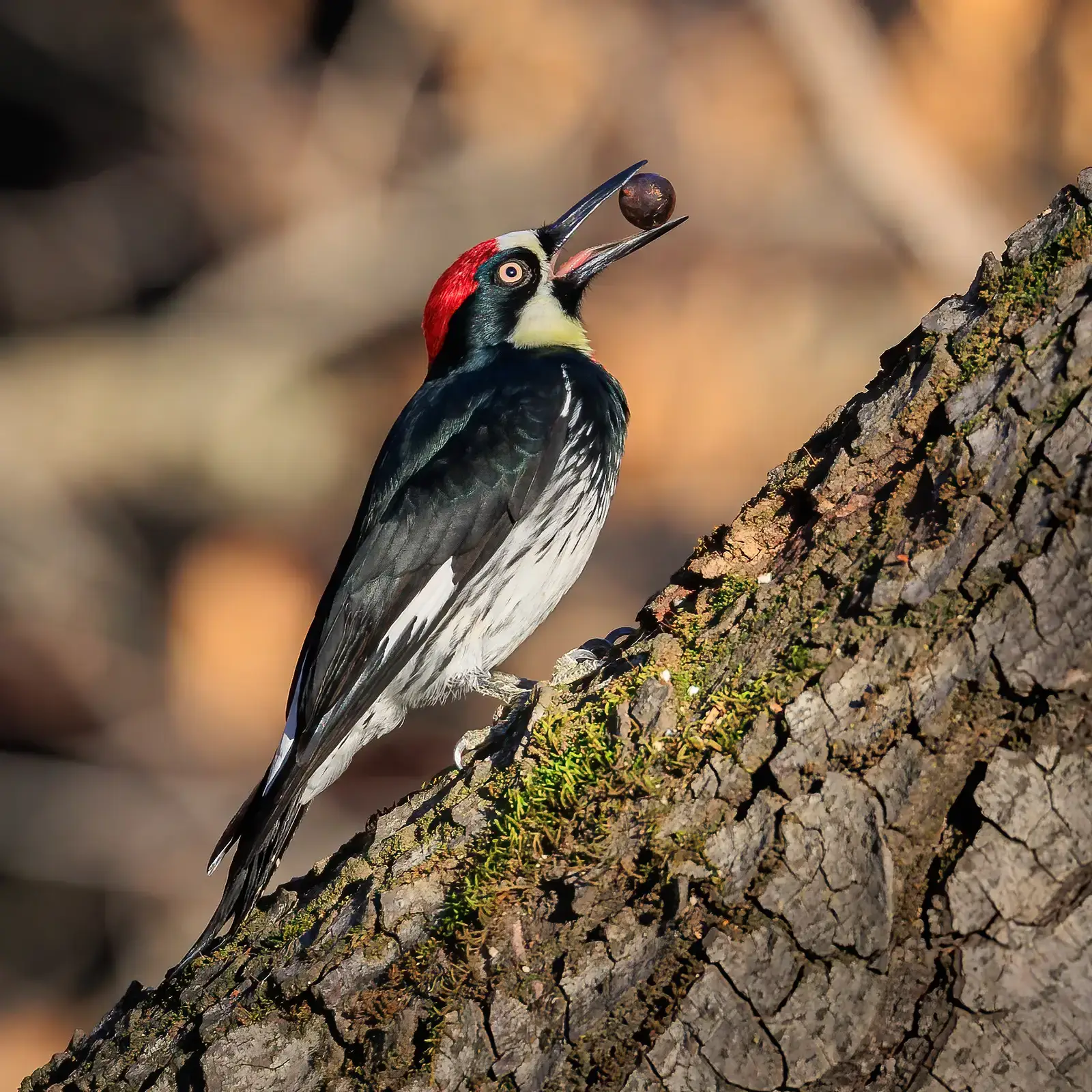 July: The Protective Woodpecker (Image Credits: Wikimedia)