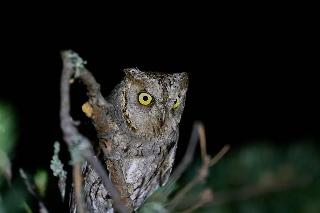 Cancer: The Protective Owl (Image Credits: Unsplash)