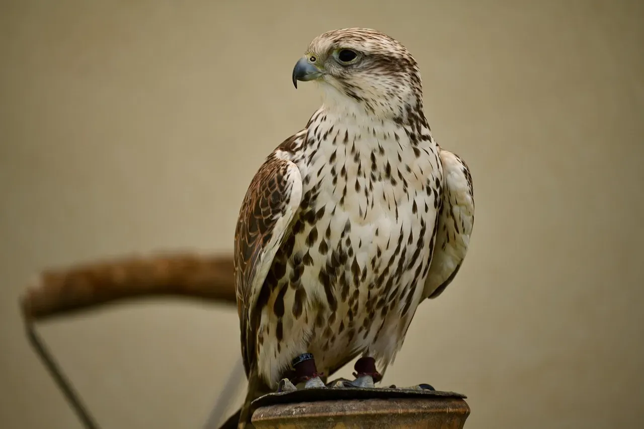 Saker Falcon: Speed Demon In Decline (Image Credits: Pixabay)