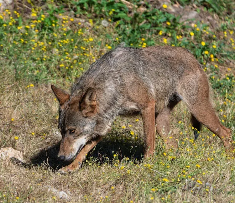 #3: Wolves Kill for Sport (Image Credits: Pexels)