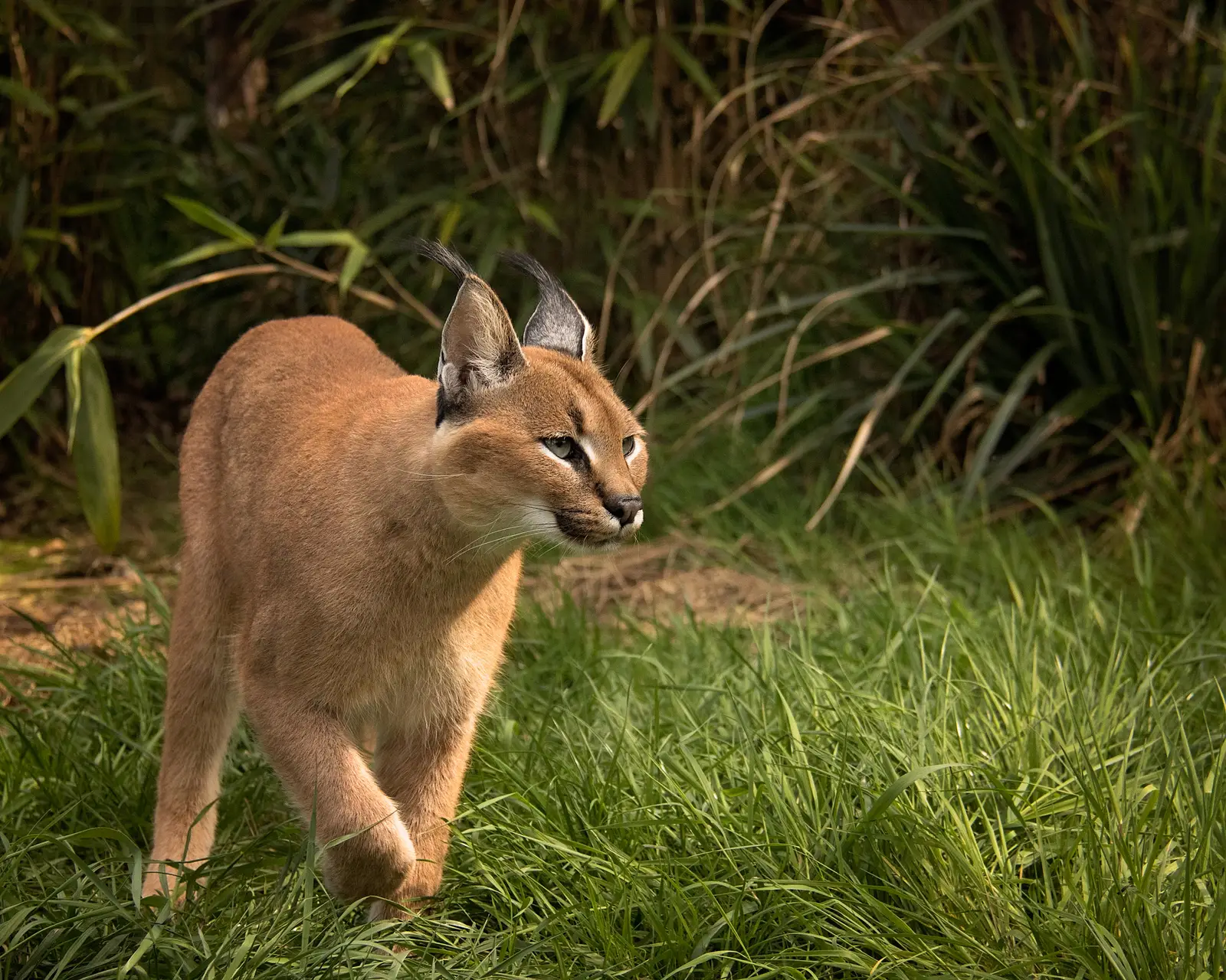 3 - Gemini: The Caracal's Sharp Duality (Imported from 500px (archived version) by the Archive Team. (detail page), CC BY-SA 3.0)