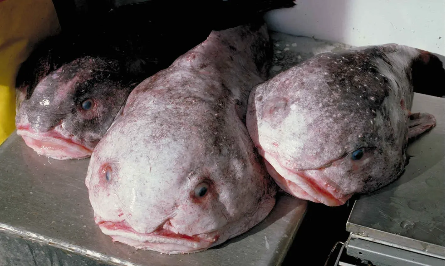 The Blobfish: Perfectly Adapted for Crushing Depths (Image Credits: Wikimedia)