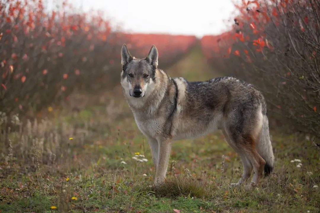 A Note on Ownership: These Breeds Demand More Than Most (Image Credits: Unsplash)
