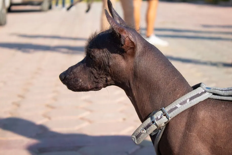 #9 - Xoloitzcuintli: Too Sacred to Treat as Disposable (Image Credits: Pexels)