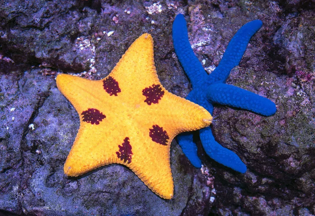 Starfish (Image Credits: Unsplash)