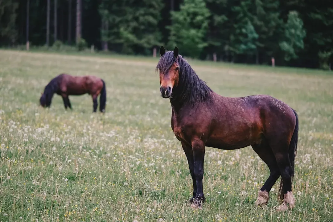 Sagittarius and the Horse (Image Credits: Unsplash)