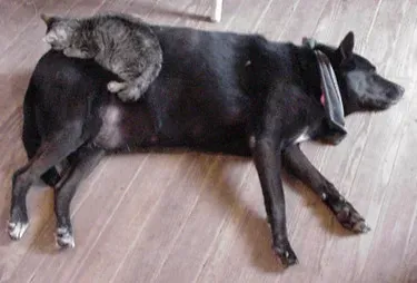 Dogs and Cats: Our Furry Dreamers (Image Credits: Flickr)