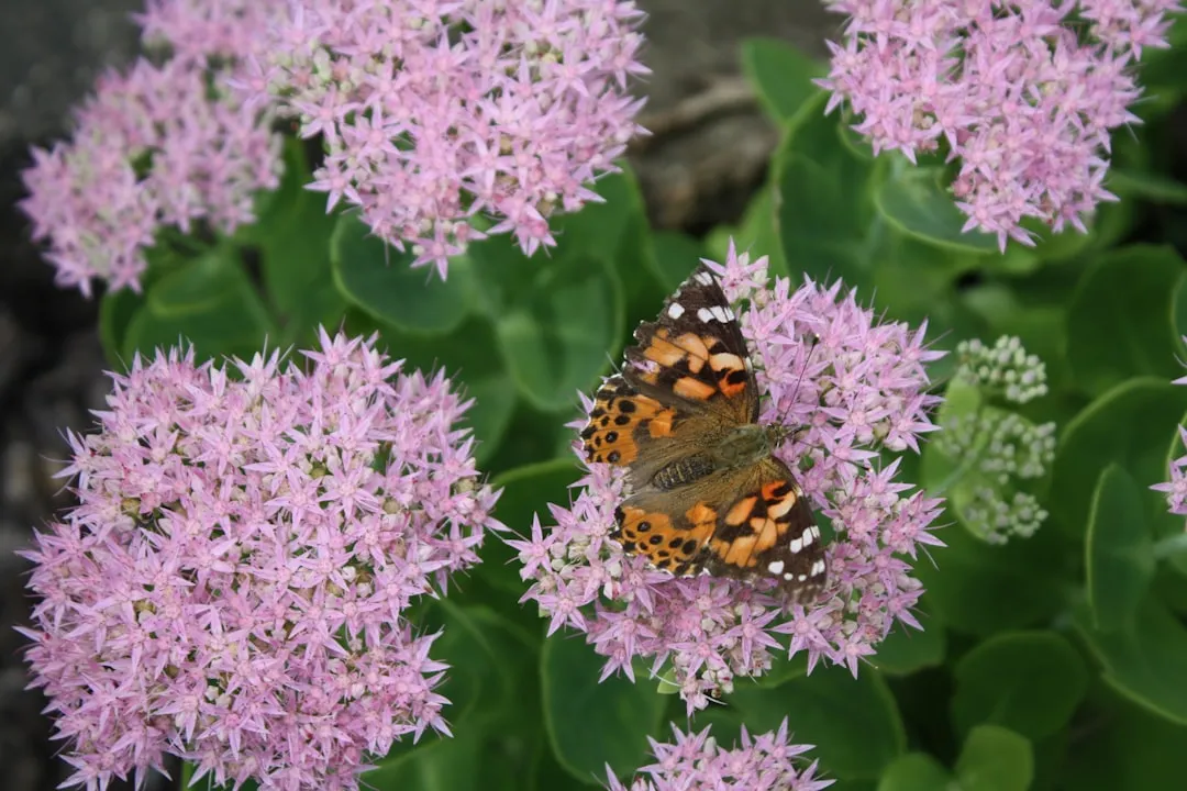 8. Sedum: The Succulent That Blooms Late and Loud (Image Credits: Unsplash)