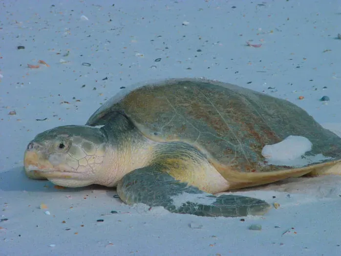 8. The Kemp's Ridley Sea Turtle (USFWS Endangered Species, Flickr, CC BY 2.0)