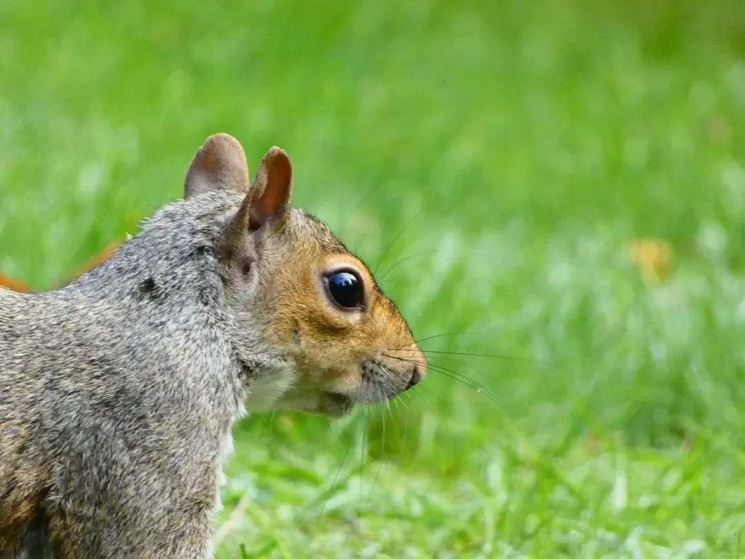 Conclusion: The Quiet Genius at Your Bird Feeder (Image Credits: Unsplash)