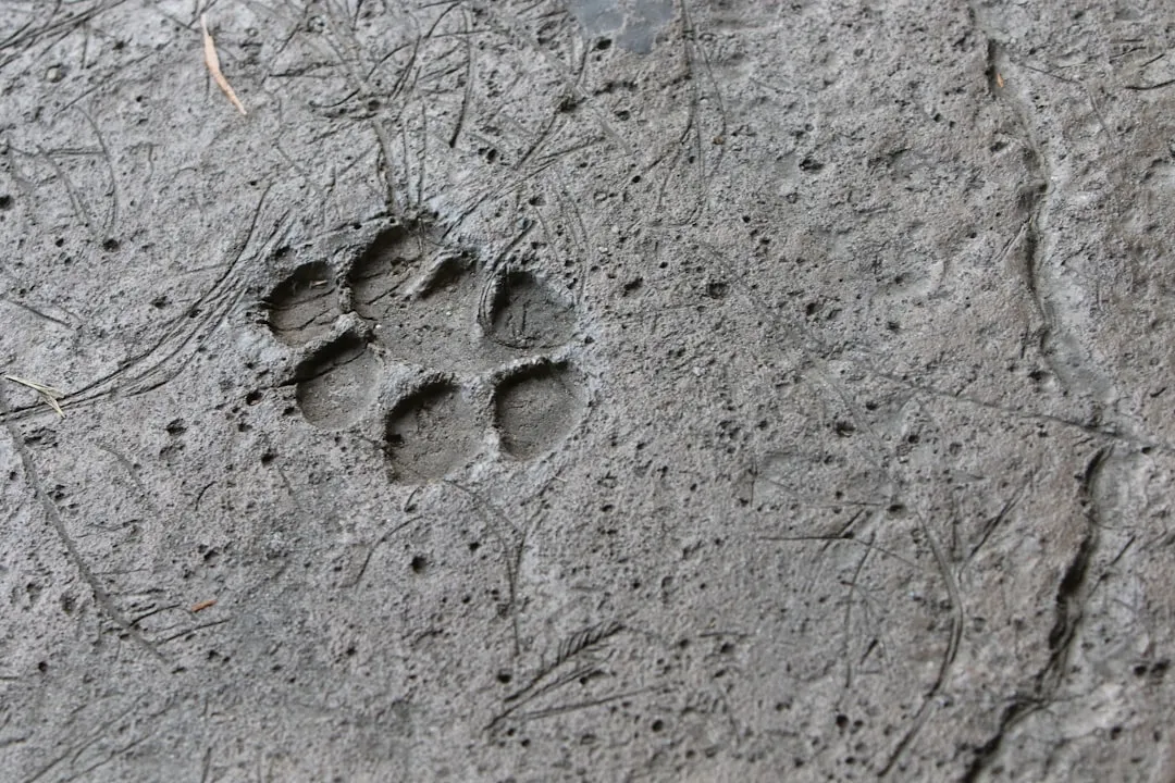2. Tracks and Footprints (Image Credits: Unsplash)