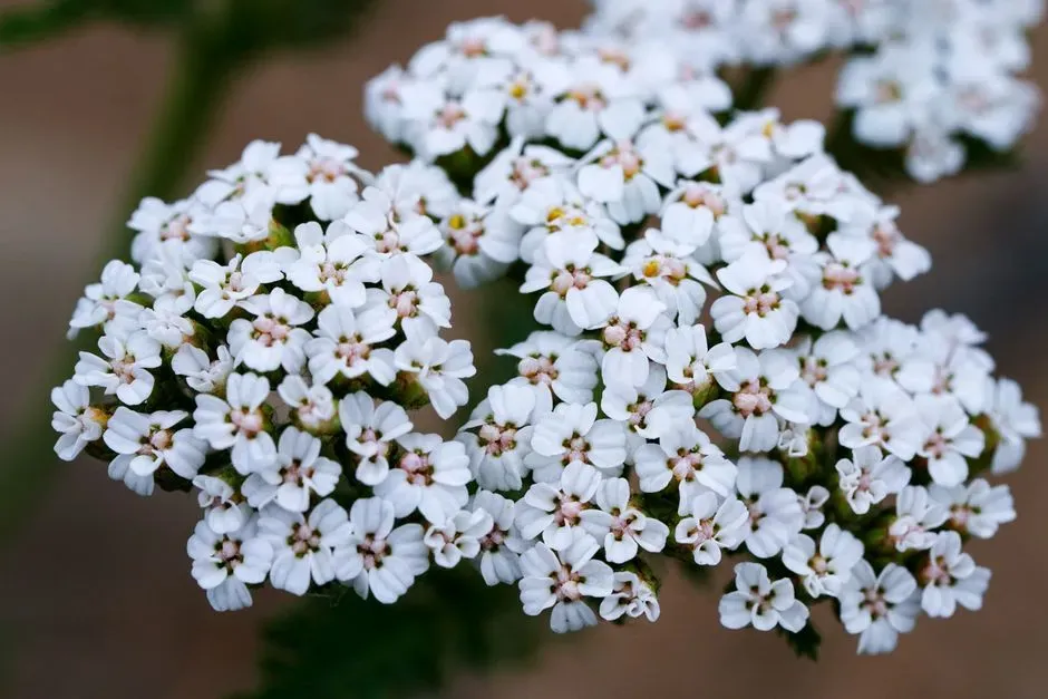 Yarrow (Achillea millefolium) (Image Credits: Pexels)