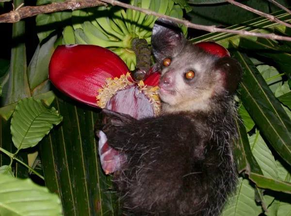 1. Aye-Aye: Madagascar's Midnight Oddity (Image Credits: Wikimedia)