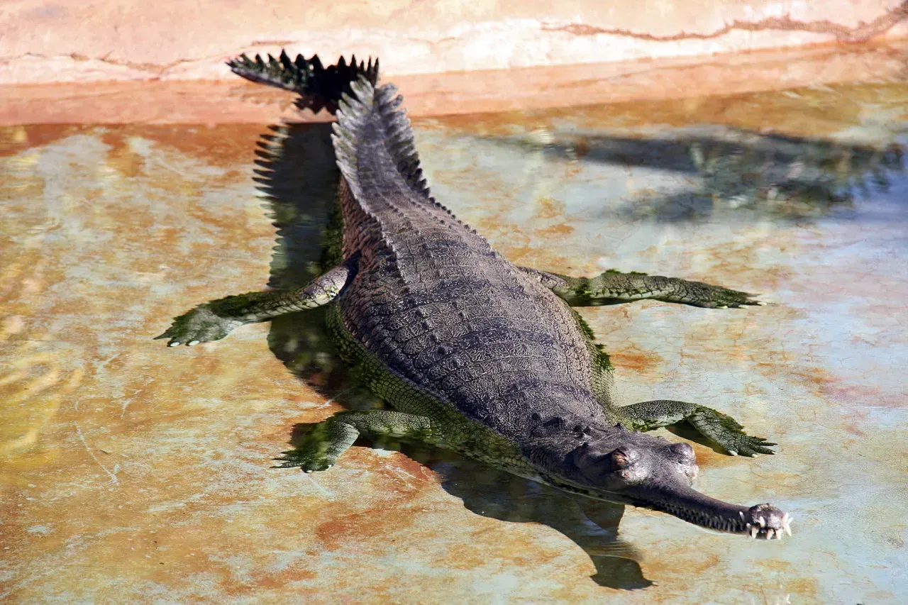 Mastering Dietary Flexibility (originally posted to Flickr as Gharial (Gavialis gangeticus), CC BY 2.0)