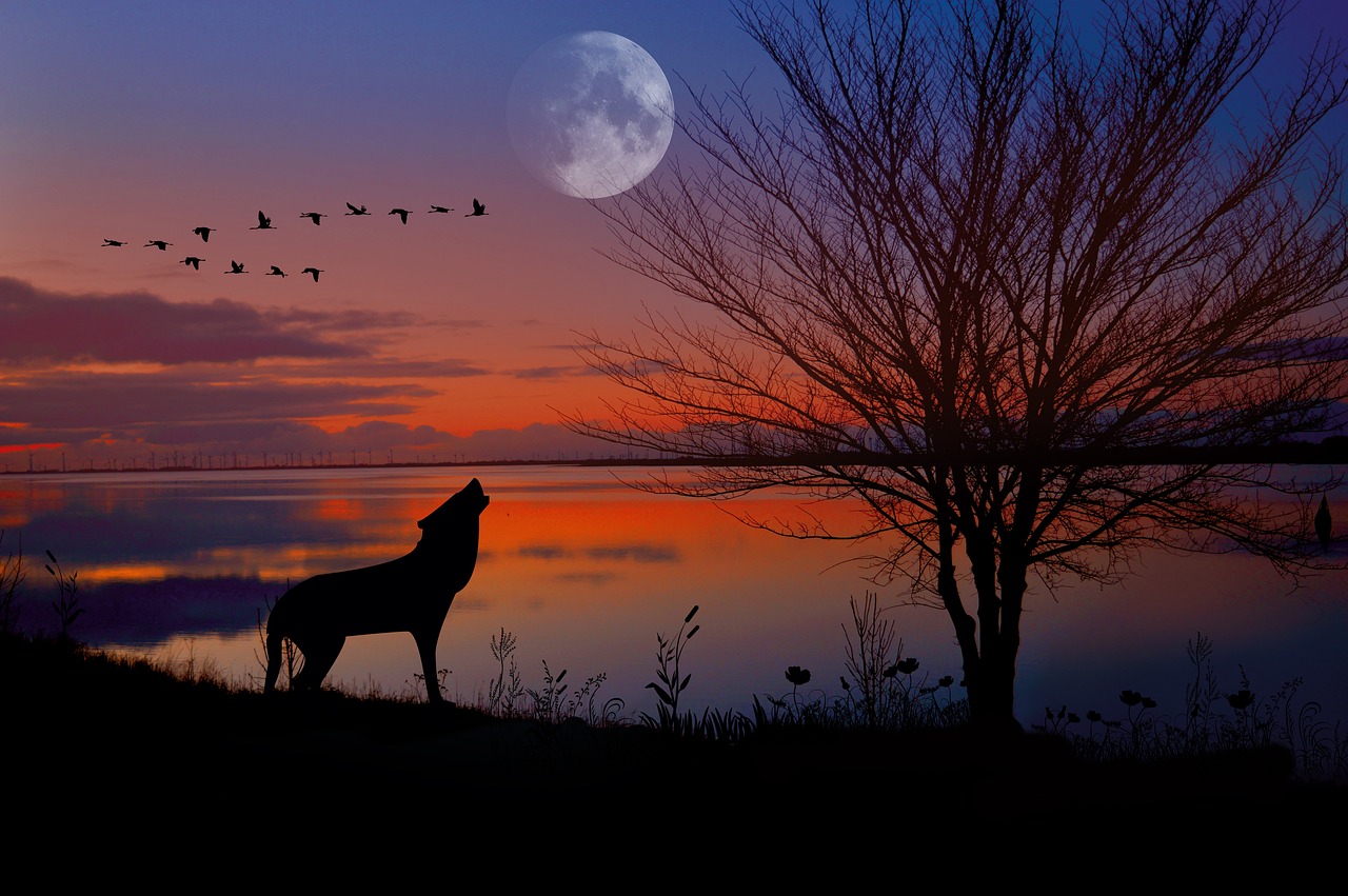 Ignoring Dawn and Dusk Activity Patterns (Image Credits: Pixabay)