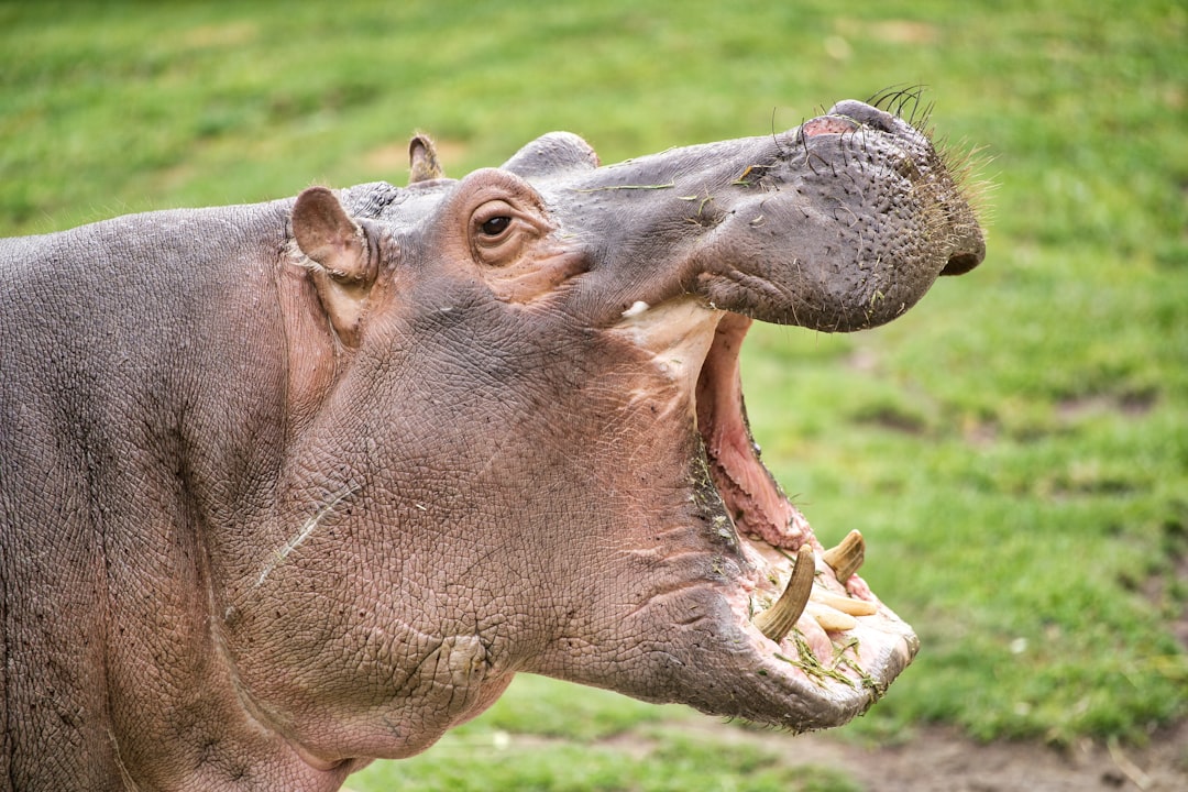 What Actually Happens When You Shout (Image Credits: Unsplash)