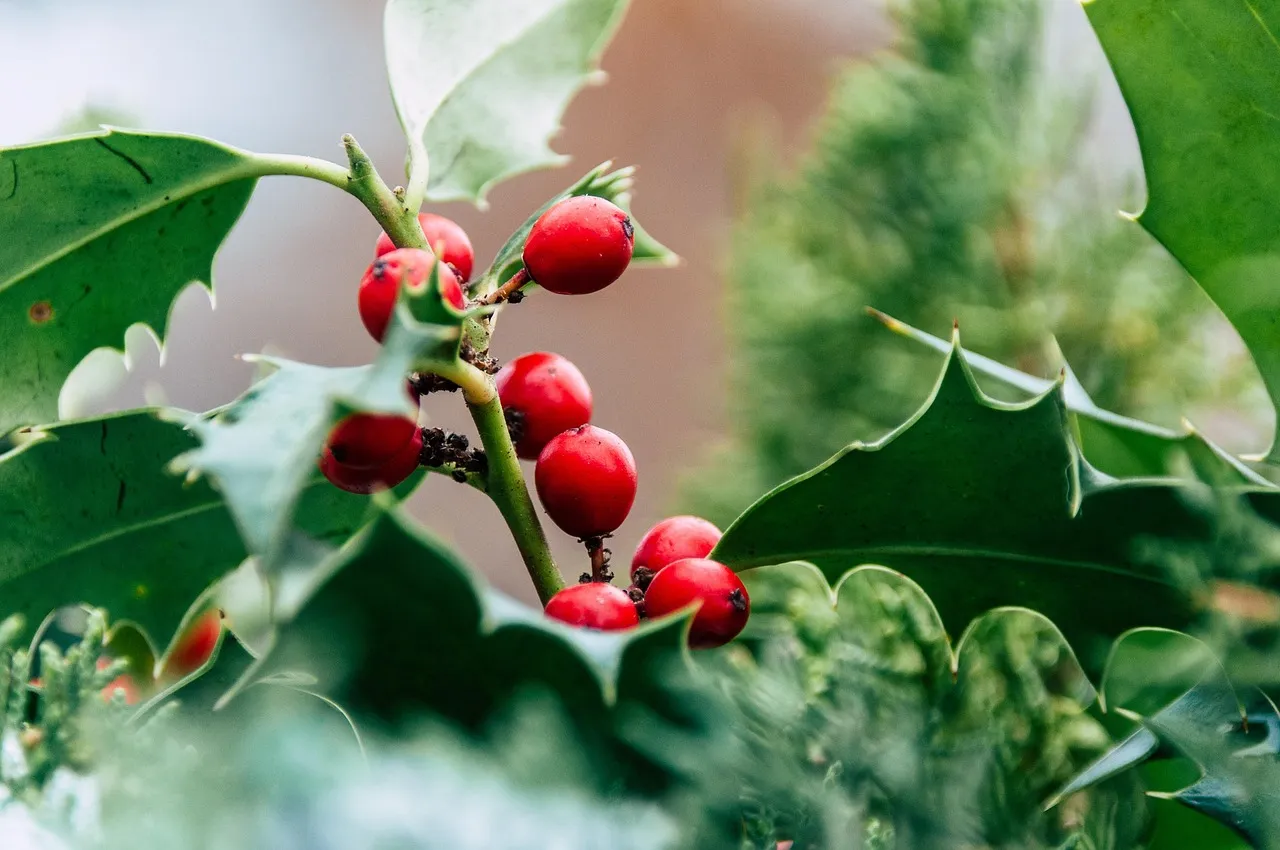 #6 - American Holly Solves the Winter Food Shortage Nobody Talks About (Image Credits: Pixabay)