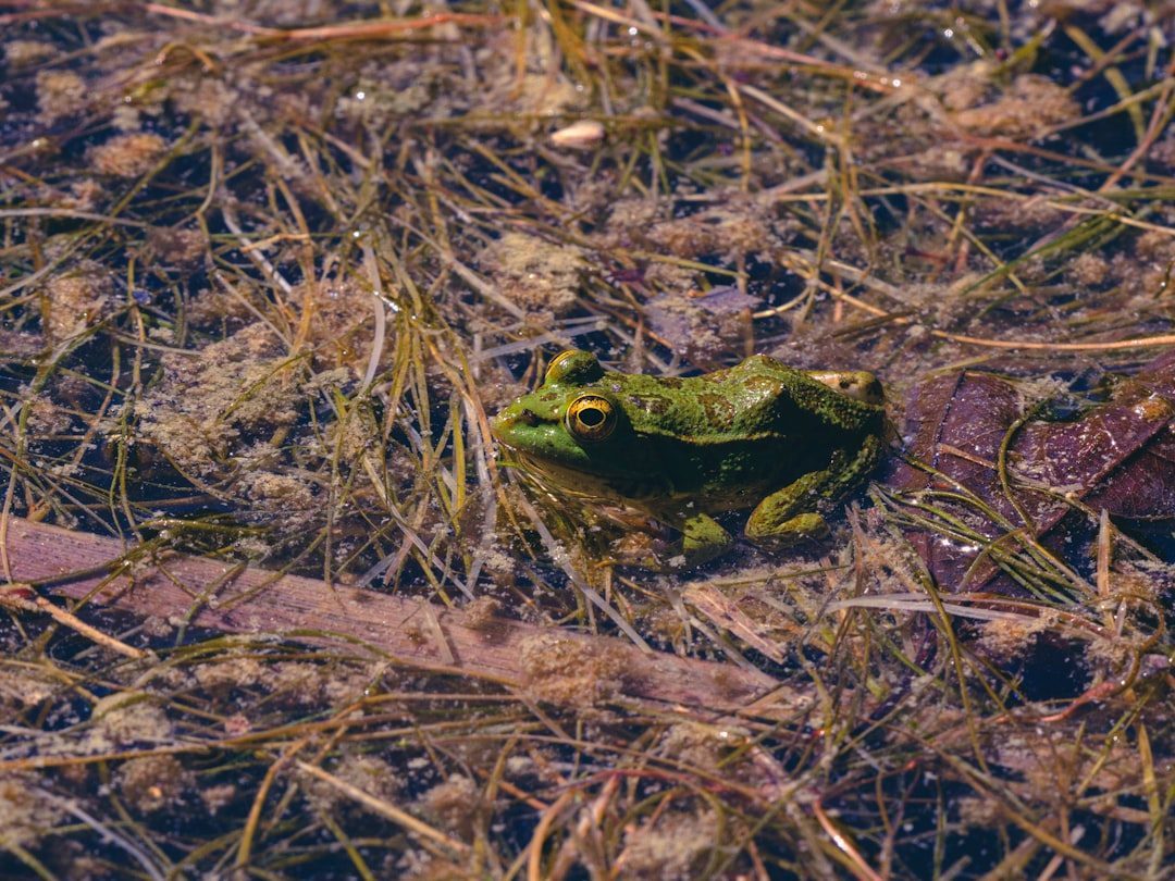Baby Frogs That Disguise Themselves as Feces (Image Credits: Unsplash)