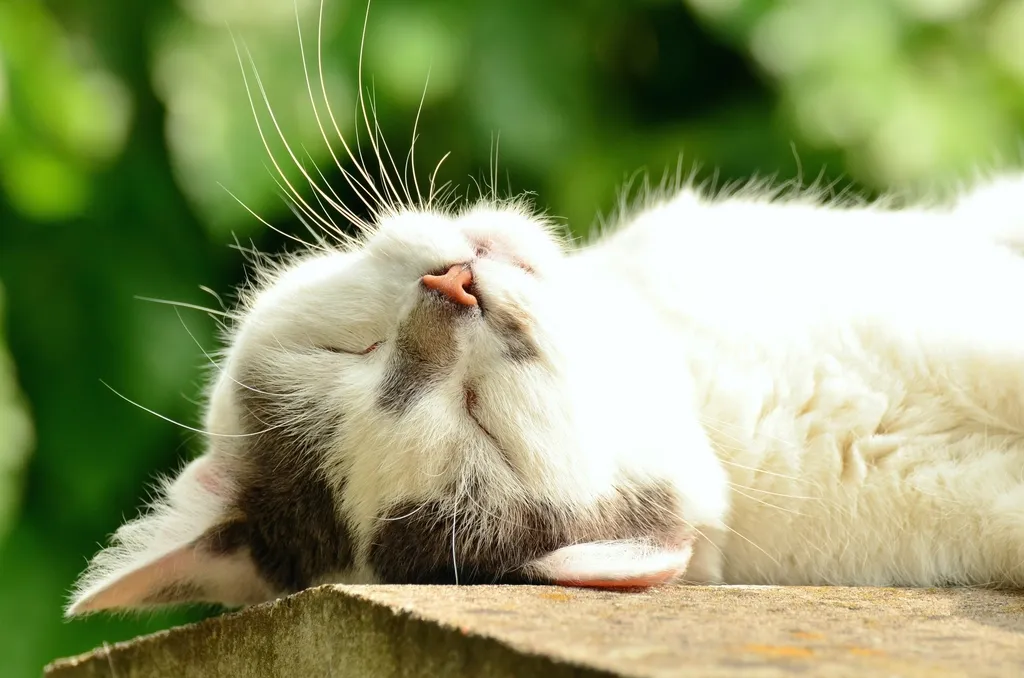 Understanding the Context of Feline Behavior (Image Credits: Rawpixel)