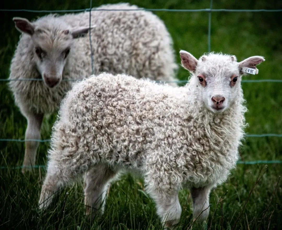 1. Dolly the Sheep: The Clone That Changed Everything (Image Credits: Unsplash)