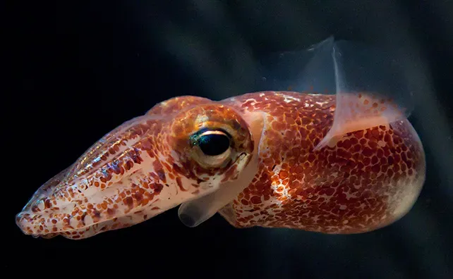 Vampire Squid (Image Credits: Wikimedia)