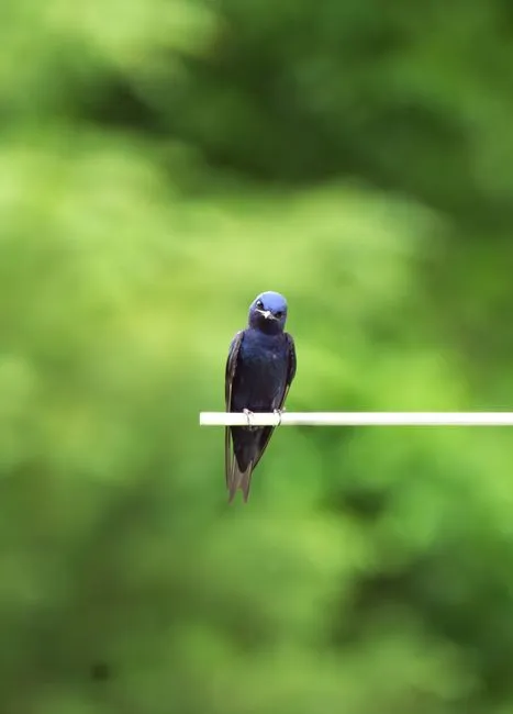 #7 - Purple Martin (Image Credits: Pexels)