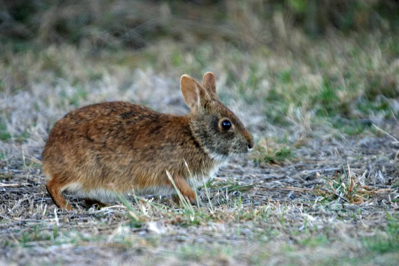 #10. The Lower Keys Marsh Rabbit (Image Credits: Rawpixel)