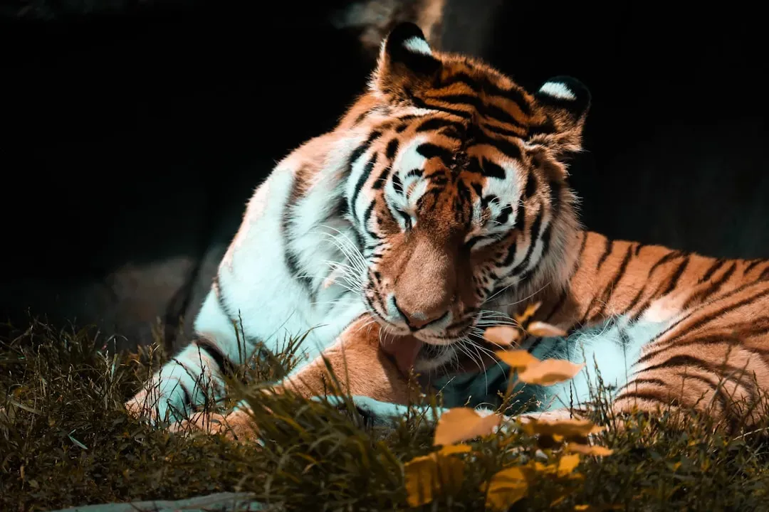 The Caspian Tiger Once Ruled These Lands (Image Credits: Unsplash)
