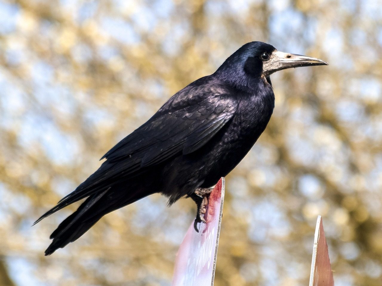 Rook (Image Credits: Pixabay)