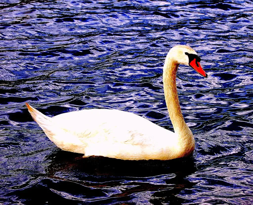 Libra: The Swan's Graceful Deflection (Image Credits: Flickr)