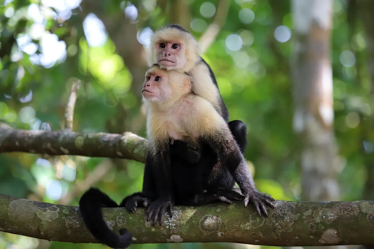 Capuchin Monkeys: Fairness Advocates (Image Credits: Pixabay)