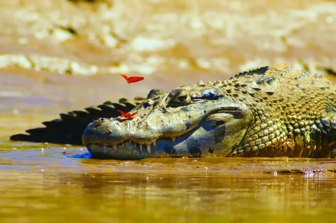12. Crocodiles and Alligators: Ancient and Cunning (Image Credits: Unsplash)