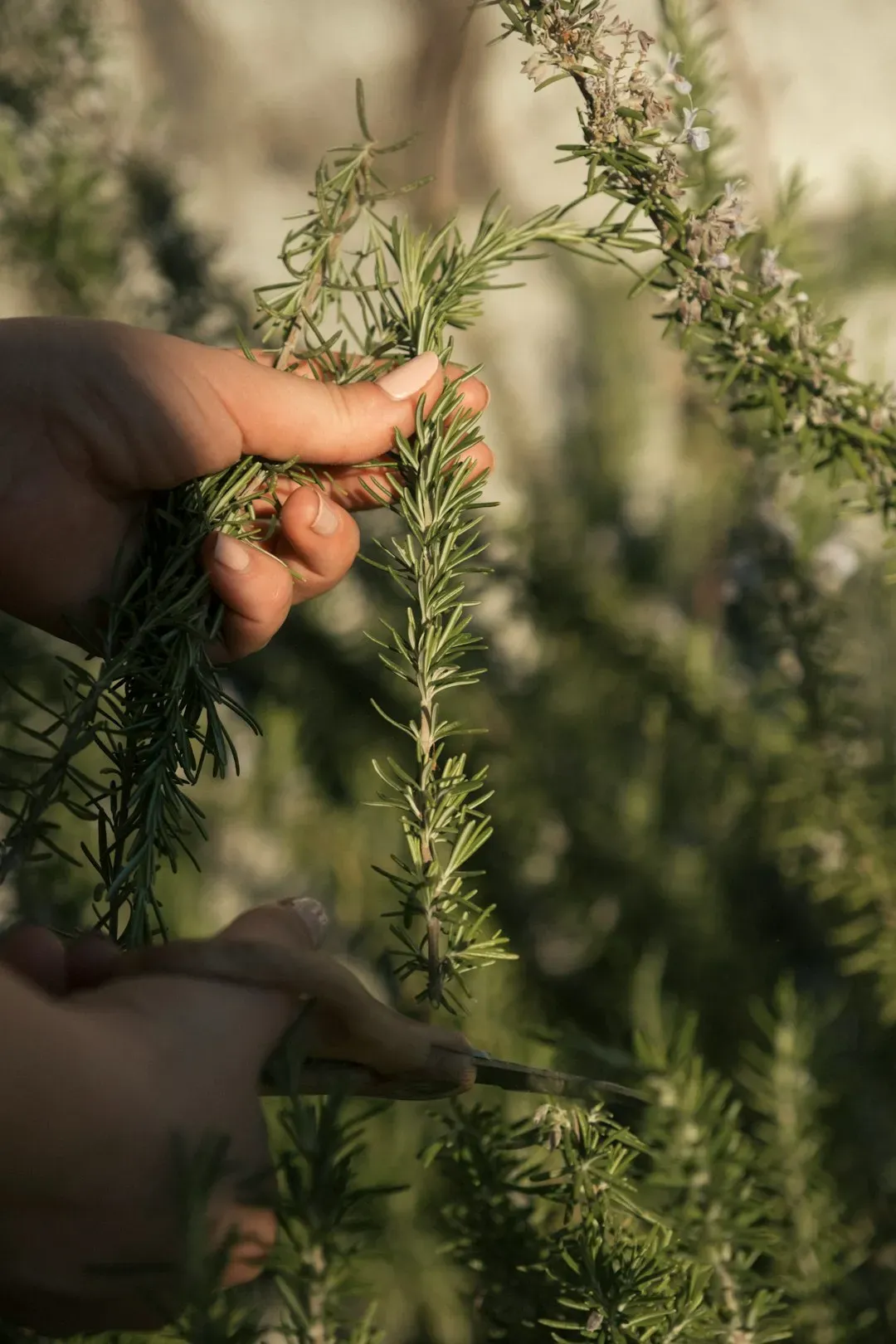 Rosemary (Image Credits: Unsplash)