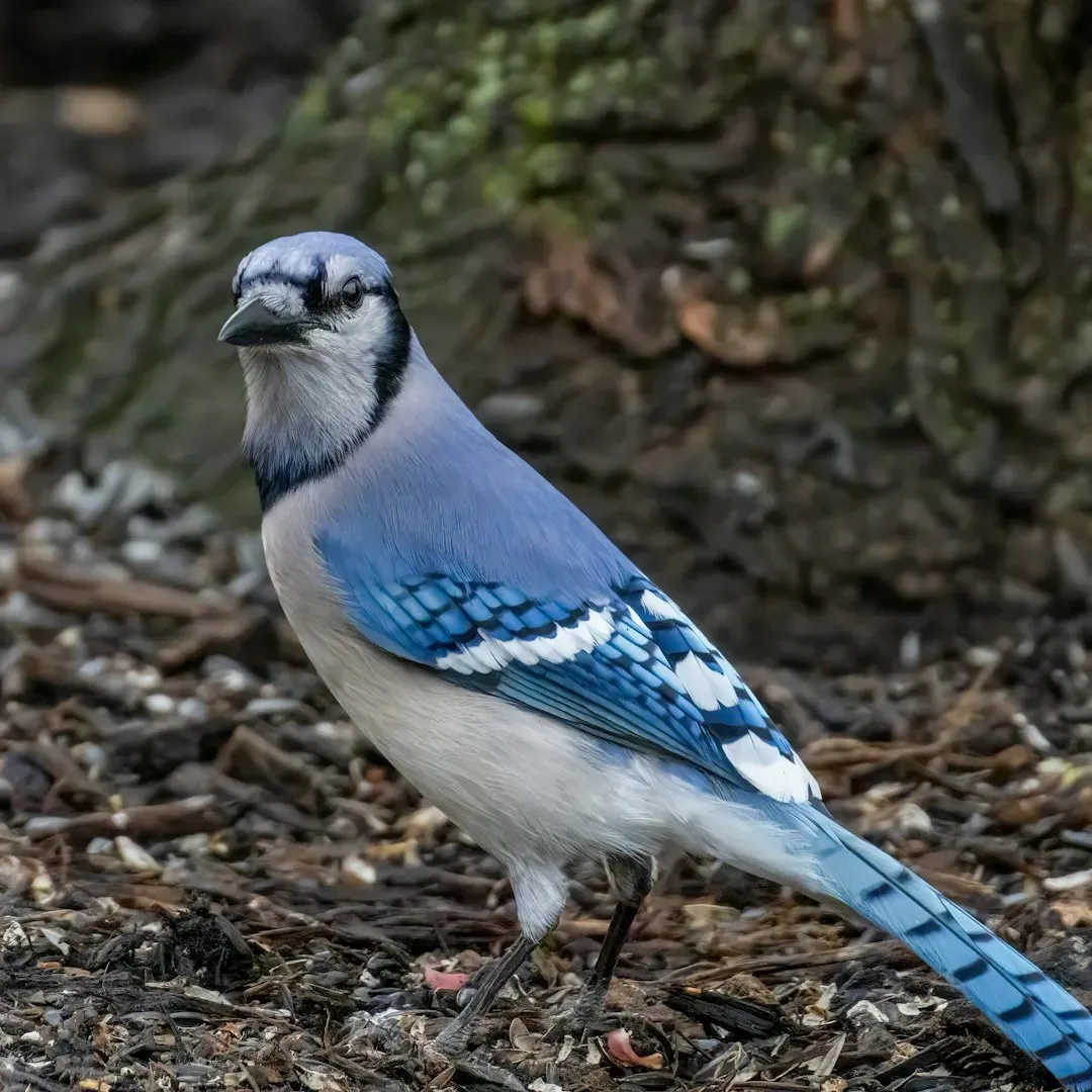 Predators Prompt Quick Relocation (Image Credits: Unsplash)