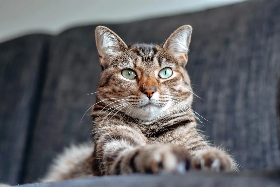6 - Keep Cats Indoors (Image Credits: Unsplash)