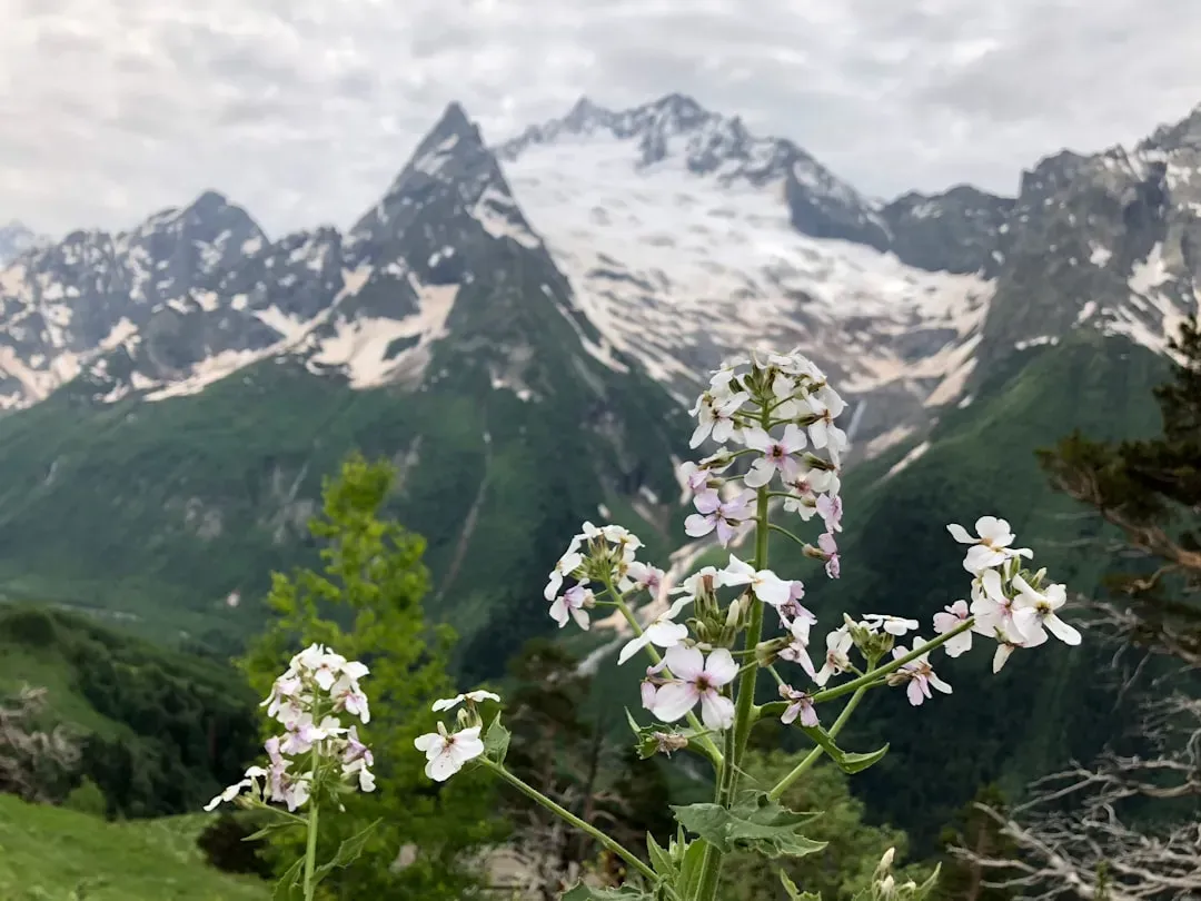8. Mountain Mint: Under-the-Radar Nectar Bomb (Image Credits: Unsplash)