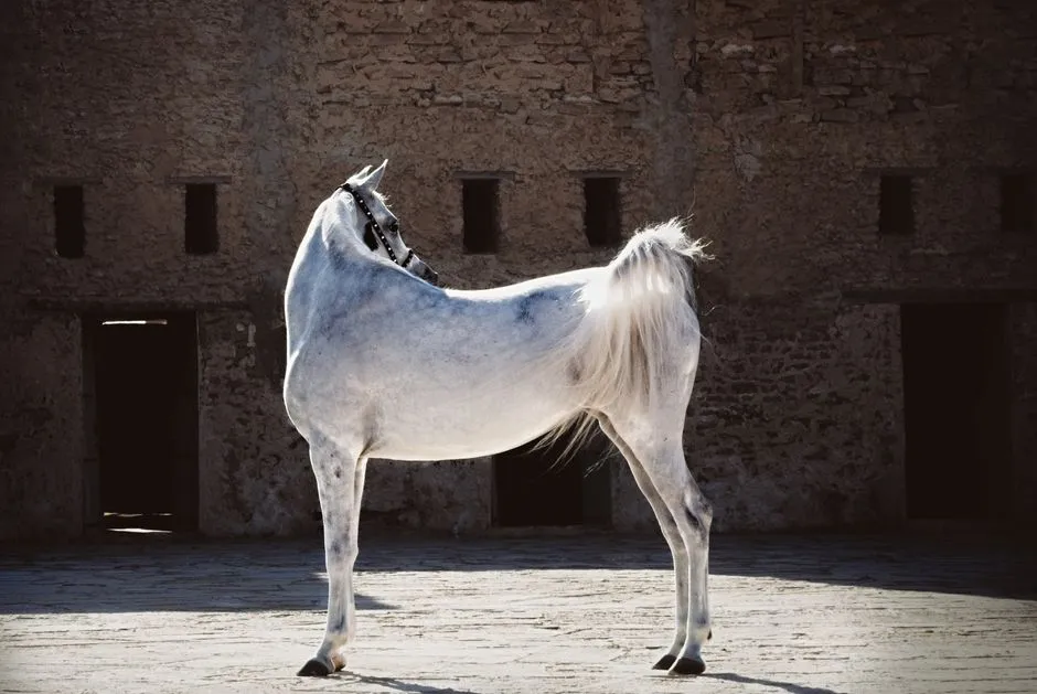 #20 - Arabian: The Hyper-Aware Overthinker (Image Credits: Pexels)