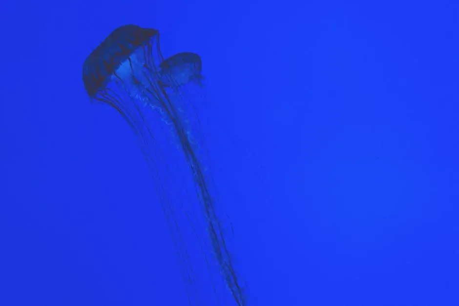 1. The Immortal Jellyfish (Turritopsis dohrnii): Nature's Ultimate Cheat Code (Image Credits: Pexels)