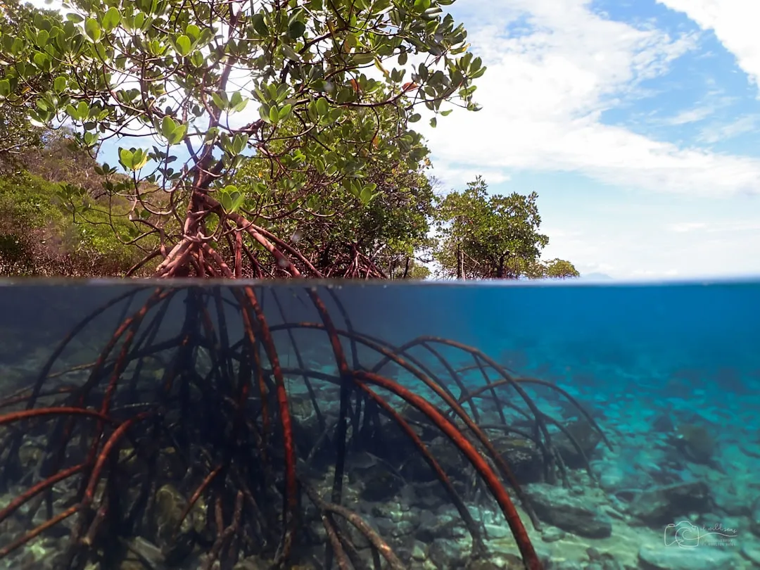 #3 - Mangroves: The Coastline Stabilizers (Image Credits: Unsplash)