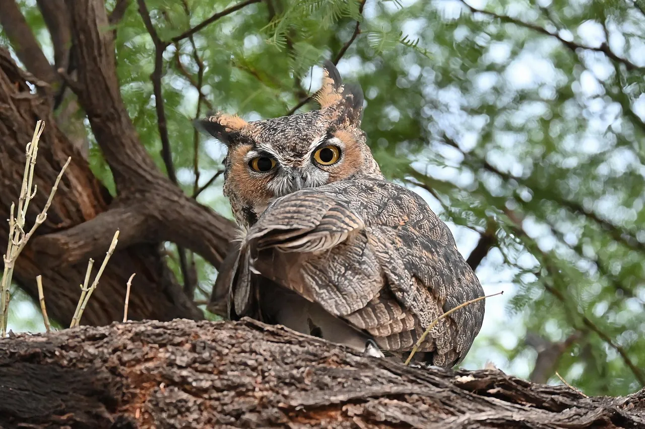1. Great Horned Owl &ndash; The Silent Phantom of the Suburbs (Image Credits: Pixabay)