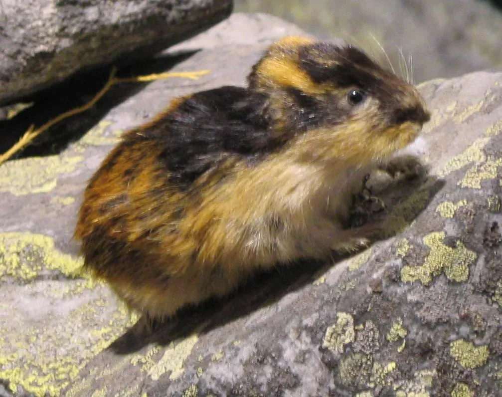 7. Lemming Population Cycles and Mass Migrations (Image Credits: Wikimedia)