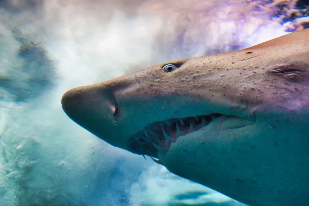 Countershading: The Clever Lighting Trick Used by Ocean Predators (Image Credits: Unsplash)