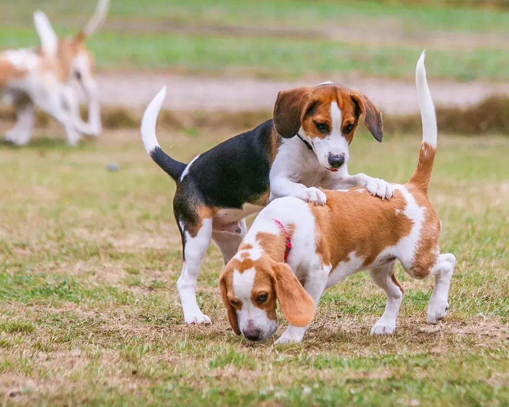 #6. Beagle (Frank Shepherd, Flickr, CC BY-SA 2.0)
