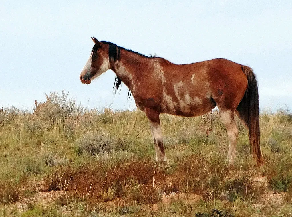 The Fate of Horse and Human: Intertwined Destinies (inkknife_2000 (14 million views), Flickr, CC BY-SA 2.0)