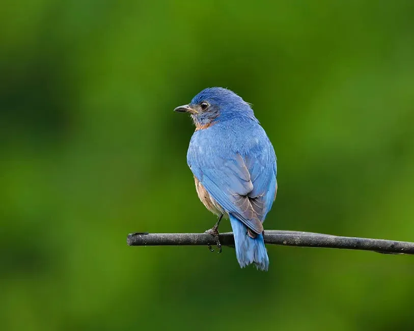 The Bluebird Feather: Happiness and the Promise of New Beginnings (Image Credits: Pexels)