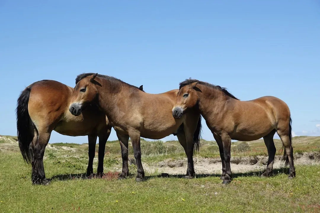 North Carolina: Spanish Mustangs on the Outer Banks (Image Credits: Unsplash)