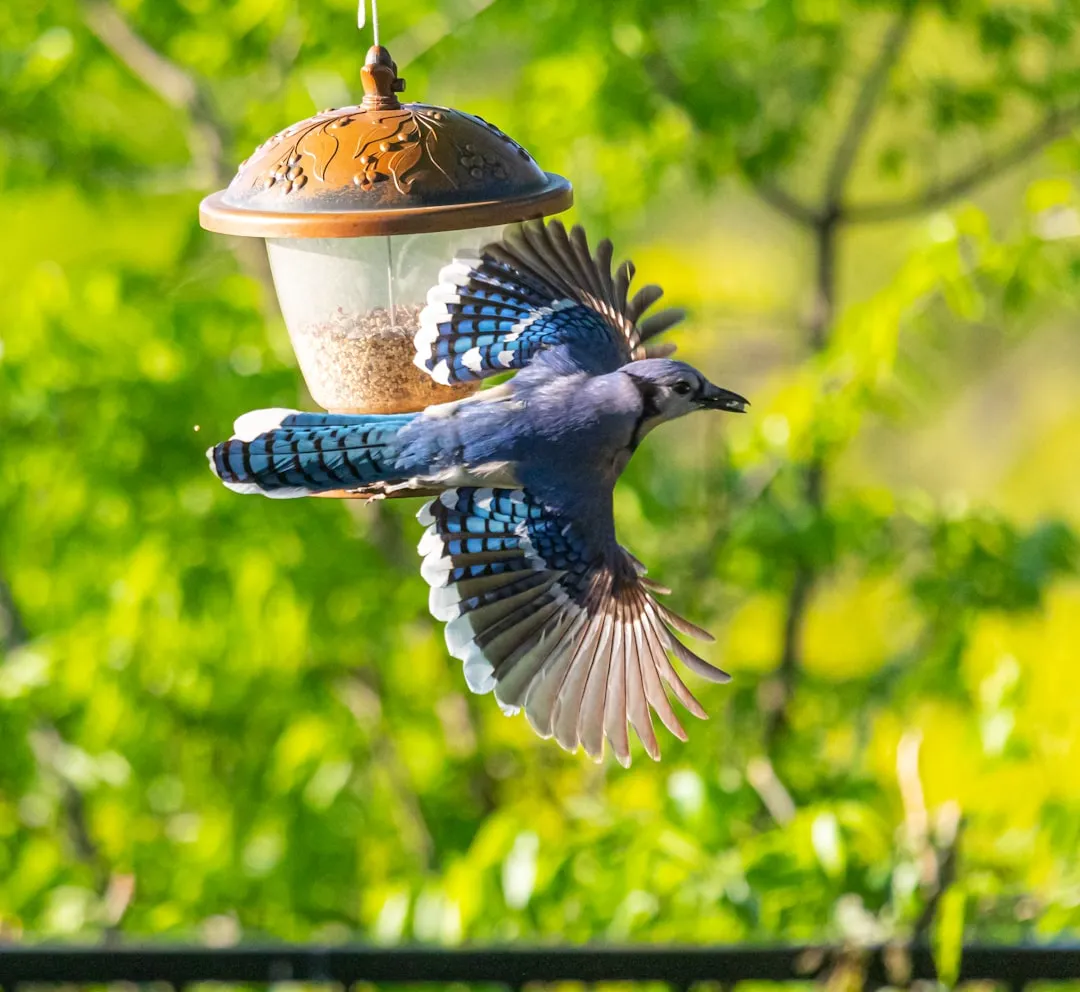 #4 - The Blue Jay: Loud, Bossy... and Accidentally Planting Entire Oak Forests (Image Credits: Unsplash)
